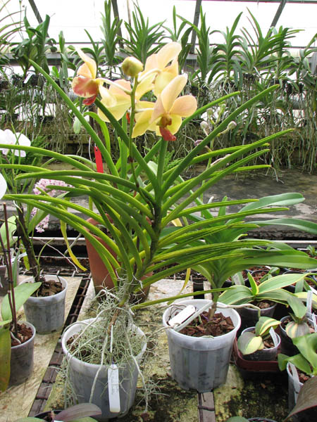 Vanda Merv L Velthuis x Vanda Charles Goodfellow.jpg