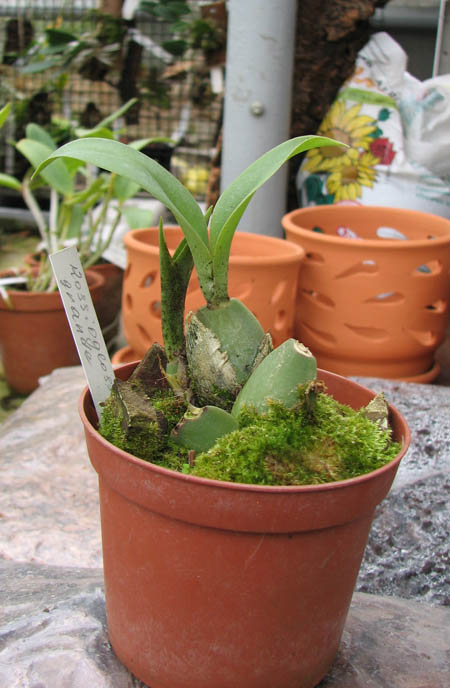 Rossioglossum grande.jpg