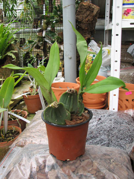 Rossioglossum 'Rawdon Jester' (Rossioglossum grande x Rossoiglossum williamsianum).jpg