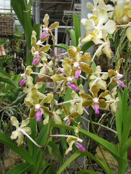 Vanda lamellata x Vanda Kultana Fragrance.jpg