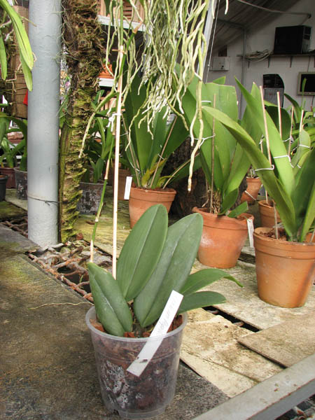 Oncidium papilio.jpg