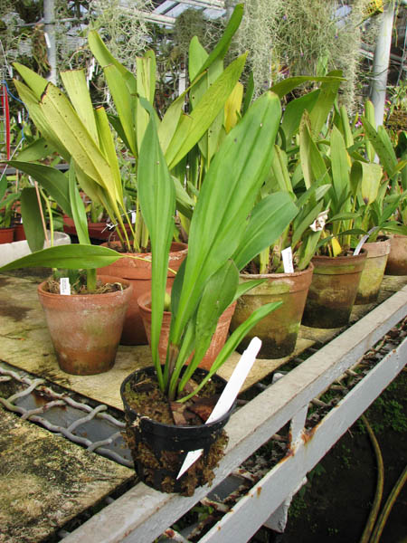 Dracula chimaera.jpg