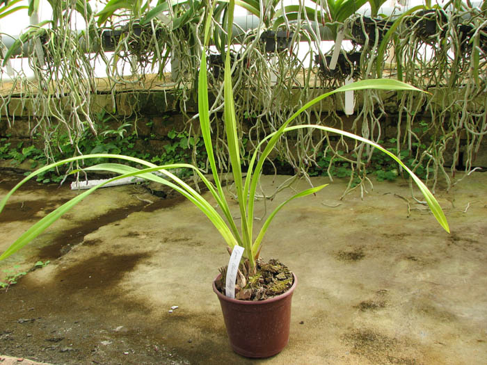 Cymbidium Chen's Ruby 'ORCHIS'.jpg