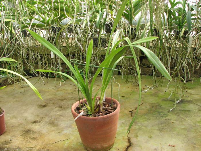 Cymbidium Hazel Fay 'Tangerine'.jpg
