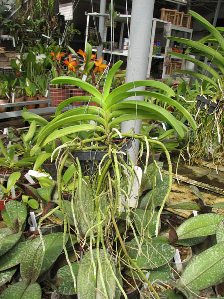 Vascostylis Five Friendship x Rhynchostylis coelestis blue.JPG