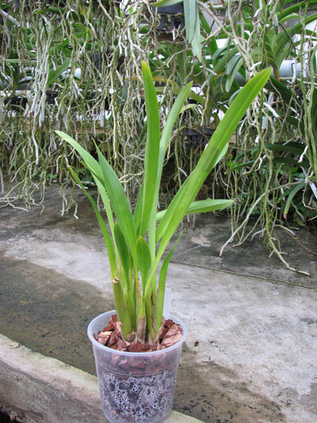 Beallara Peggy Ruth Carpenter 'Morning Joy'.jpg