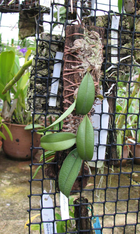 Bulbophyllum vaginatum.jpg