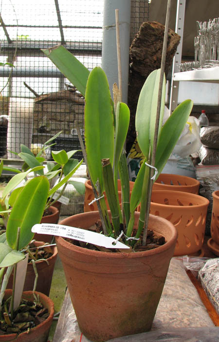 Cattleya maxima tall.jpg