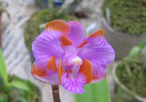 покупала такой