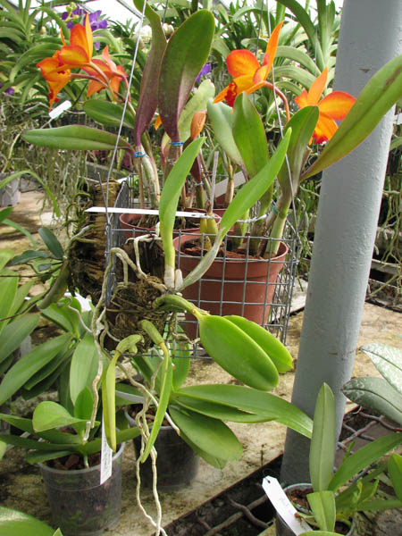 Laelia pumila amoena 'AWZ' х Laelia pumila alba 'HI'.jpg