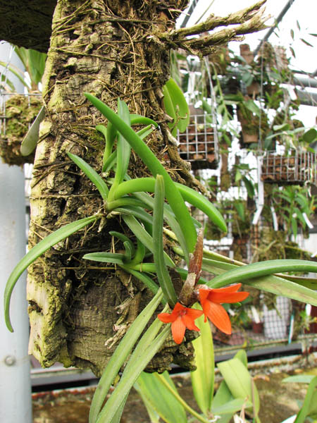 Ceratostylis rubra.jpg