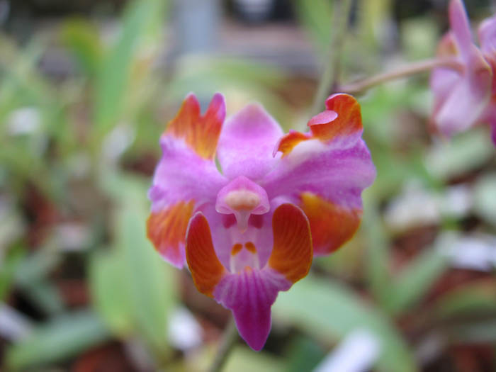 Doritis pulcherrima aquinii flower.jpg