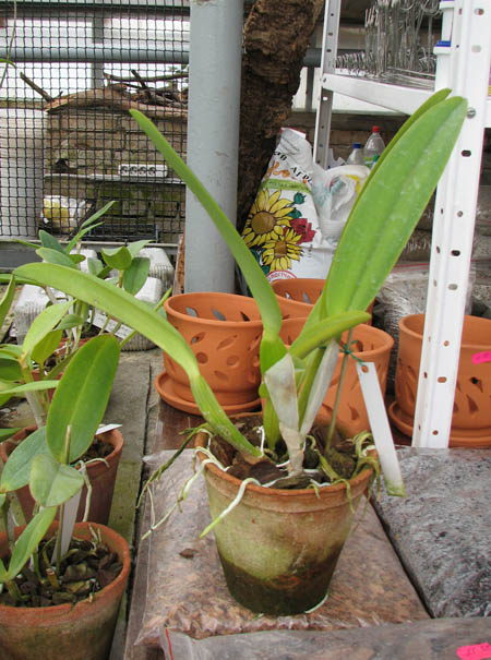 Cattleya labiata alba x Cattleya labiata roxo bispo 'Urbano'.jpg