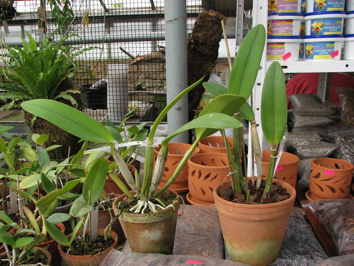 Cattleya lueddemanniana alba 'OMG' x Cattleya lueddemanniana coerulea 'Siquesique'.jpg
