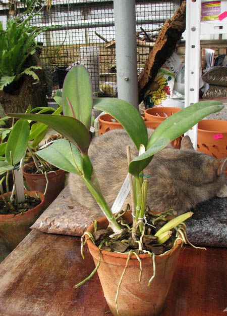 Cattleya bowringiana 'Da Estelinha de Novaes' x Cattleya labiata integra orlata 'Zas-1'.jpg