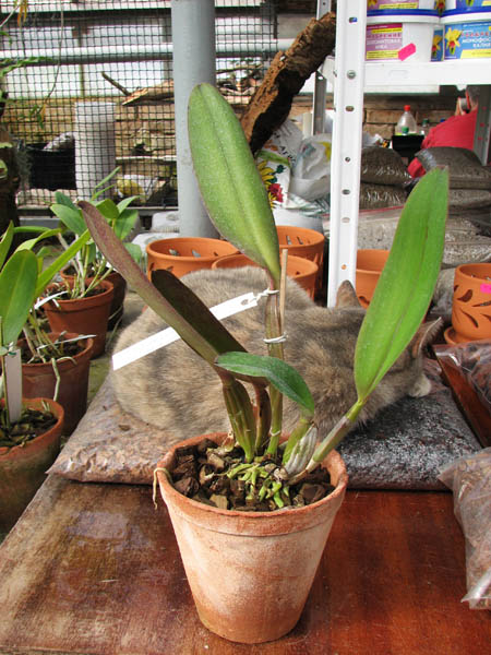 Cattleya labiata rubra 'Schuller' x Cattleya labiata rubra 'Deize'.jpg