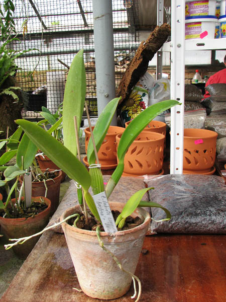 Cattleya labiata coerulea 'Bastiao' x Cattleya labiata coerulea 'Lourival'.jpg