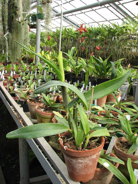 Laeliocattleya Azul Madoka 'Hsinying Blue Star'.jpg