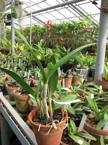 Brassolaeliocattleya Village Chief North 'Green Genuie'.jpg