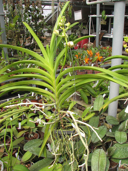 Vanda Rasri Gold x Vanda tessellata.jpg