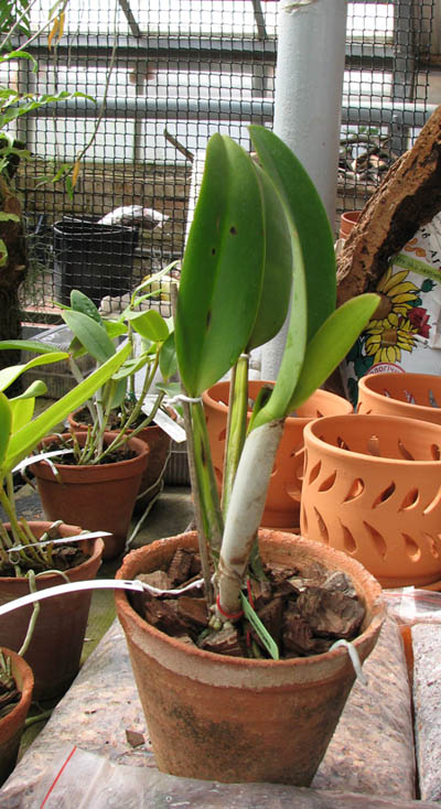 Brassocattleya Chief Pink 'Diana'.jpg