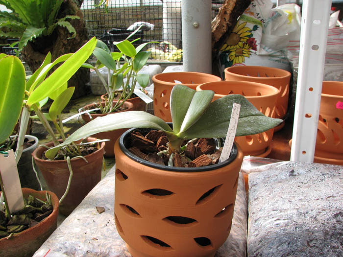 Phalaenopsis Sogo Lawrence x (Phalaenopsis Sogo Lawrence x Phalaenopsis Yungho Princess Gelb).jpg