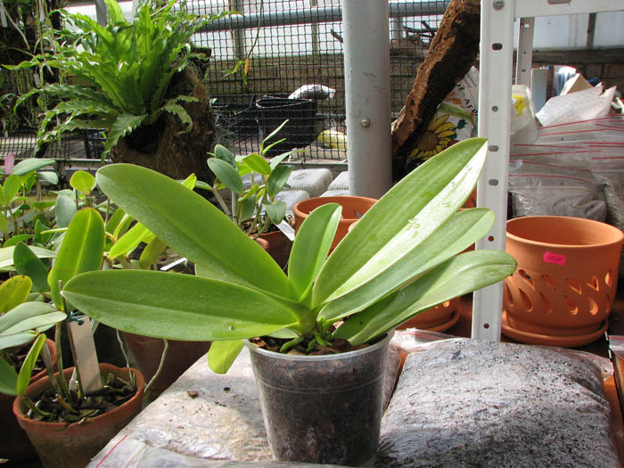 Phalaenopsis cornu-cervi x equestris.jpg