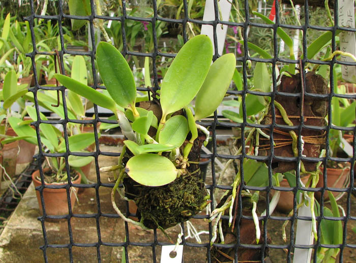 Laelia pumila 'Topazio Vermelho' (Z-71) x Laelia pumila 'Granada'.jpg