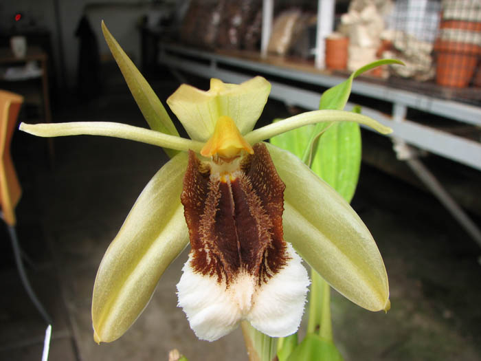 Coelogyne speciosa.jpg
