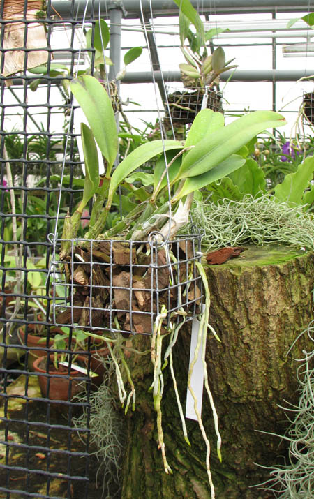 Laelia pumila.jpg