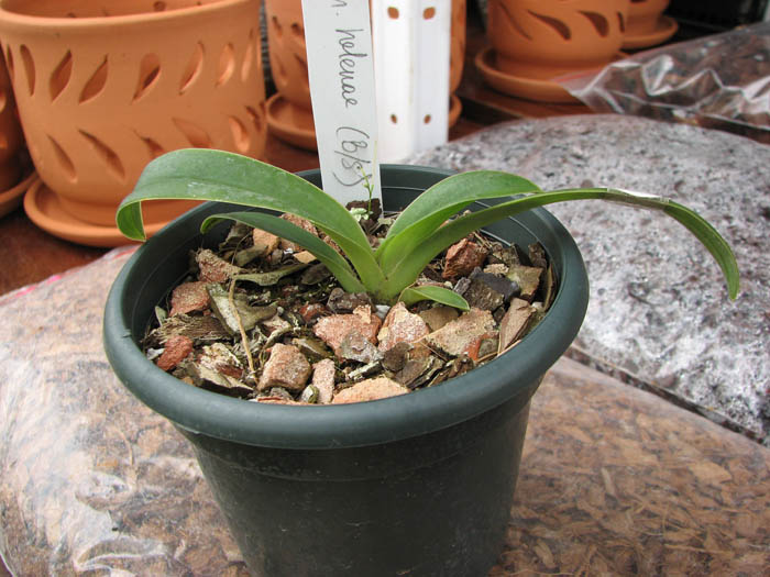 Paphiopedilum helenae.jpg