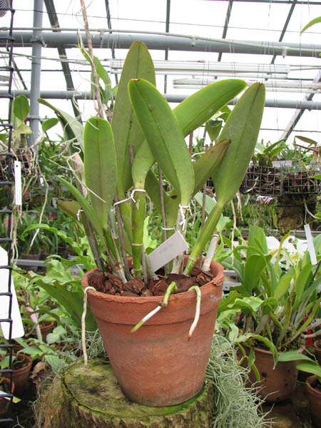Cattleya maxima.jpg
