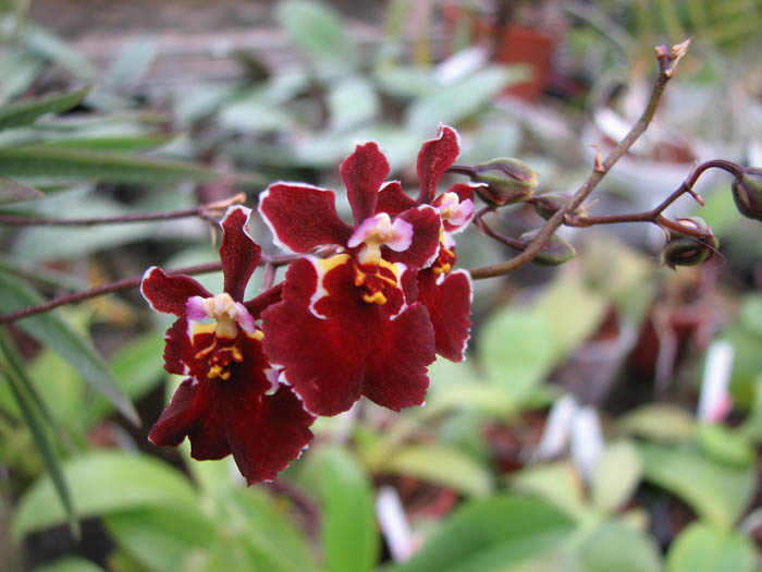 Oncidium (Tolumnia) Jairak Hybrids.jpg