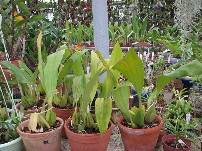 Coelogyne speciosa.jpg