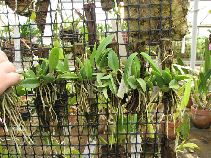 Laelia sincorana.jpg