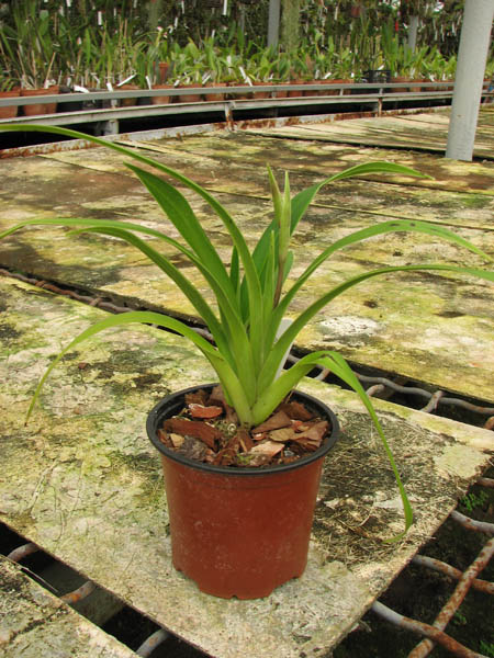 Phragmipedium Petit Anquette (pearcei x dalessandroi).jpg