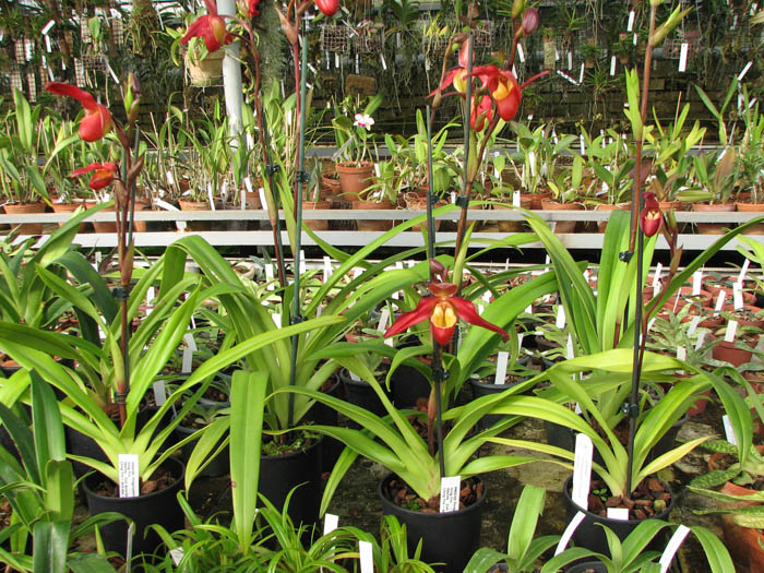 Phragmipedium Living Fire.jpg
