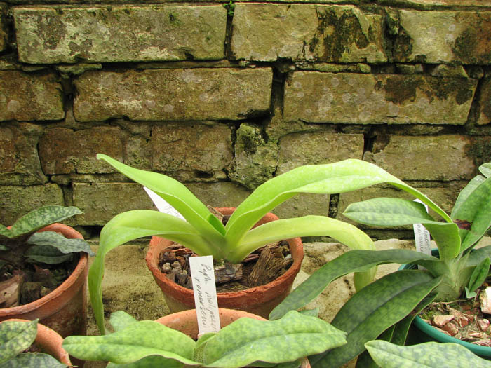 Paphiopedilum Hung Sheng Curet × Enzan Fruit.jpg