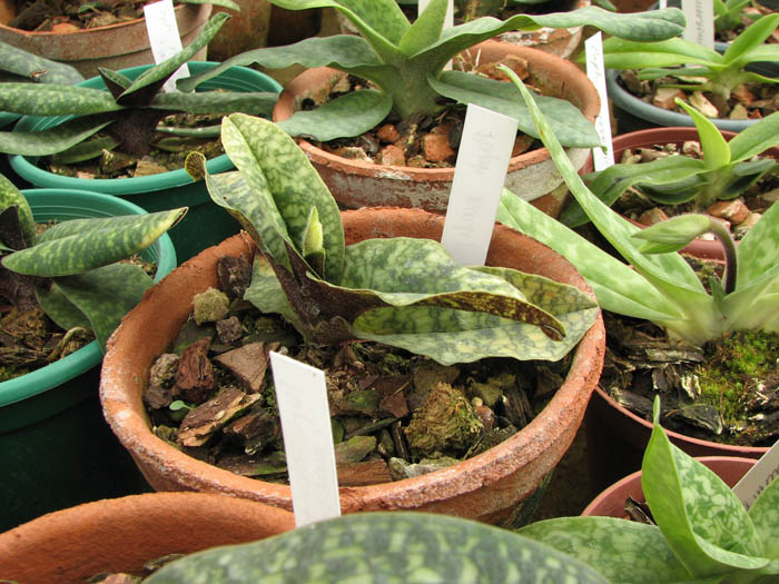 Paphiopedilum malipoense.jpg