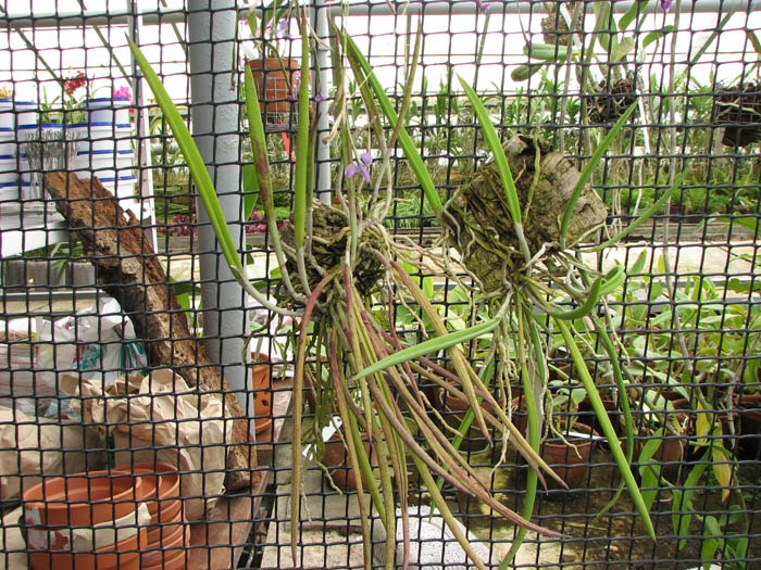 Brassavola nodosa.jpg