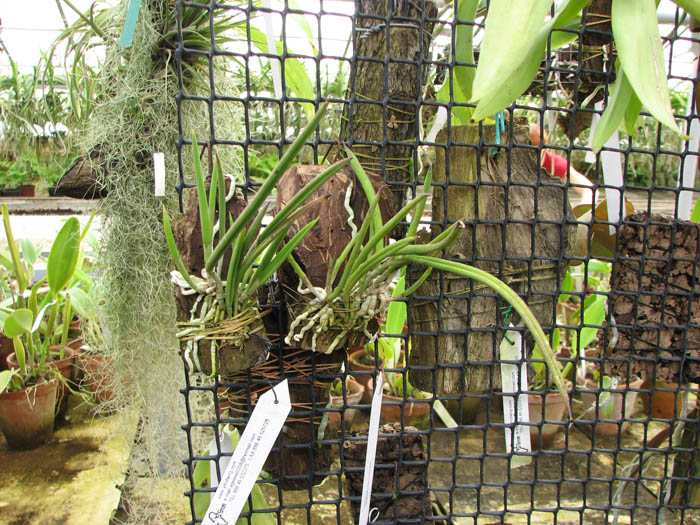 Brassavola nodosa compact type.jpg