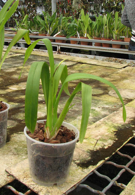 Brassada Mivada (Brassia brachiata X Ada aurantiaca).jpg