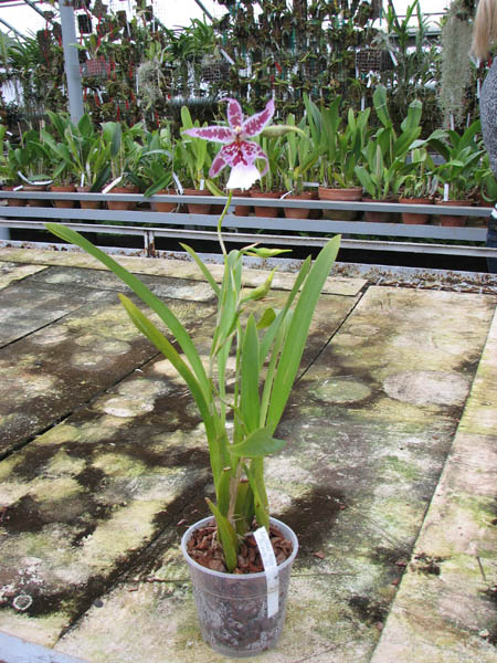 Beallara Peggy Ruth Carpenter 'Morning Joy'.jpg