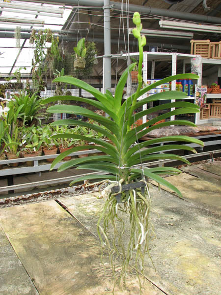Vanda Somsri Pink x Vanda Golamcos Blue Magic.jpg