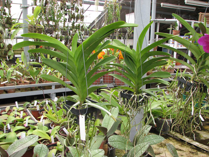 Vanda Pak Chong Blue.jpg