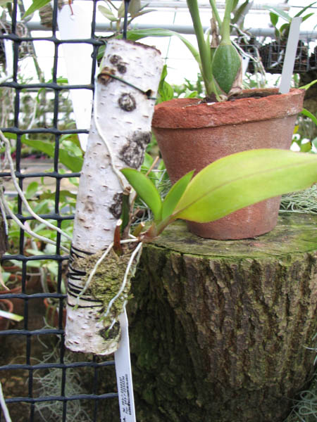 Comparettia macroplectron.jpg