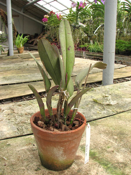 Cattleya maxima 1.jpg