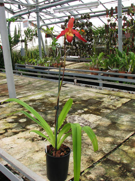 Phragmipedium Living Fire.jpg