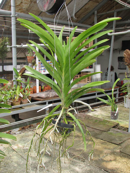 Ascocenda Princess Mikasa Blue.jpg