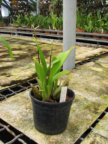 Odontioda Stirbic.jpg